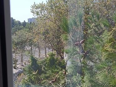 yaşıl ada sumqayıt: 📍 Ünvan: Sumqayıt şəhəri, 1-ci mikrorayon, “Pervi” adlanan ərazi – — 7