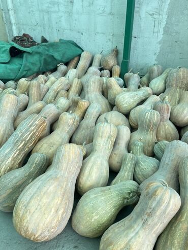 оборудование для пиццы: Тыква мускатная (гитара, butternut) — плодово-овощная продукция