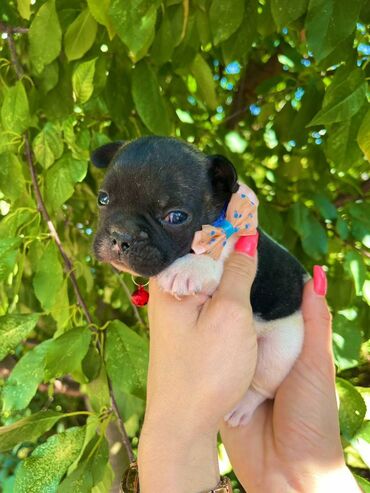 Psi: Odgajivacnica pasa "Happy Puppies" ima u ponudi francuski buldog — 2