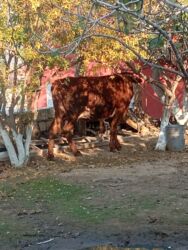 dana qiyməti xacmaz: Qırmızı-kirəmit rəngli inək südüy ineyi 6 letir südü var - İri