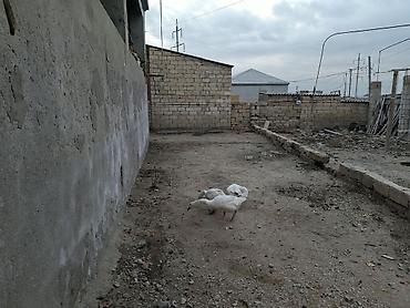 Yataq otağı dəstləri: 3 otaqlı mənzil/ev üçün geniş yataq otaqları - Plan: 3 ayrı yataq — 14