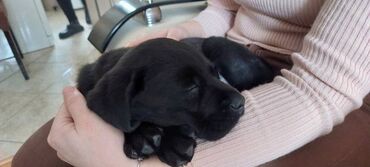 Psi: Labrador štenci na prodaju u žutoj i crnoj boji, oba pola u ponudi — 9