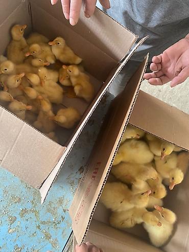 hereti xoruz sats: Qaz, ördək, hinduşka və lal ördək cücə satışı - Növlər: qaz cücəsi — 3