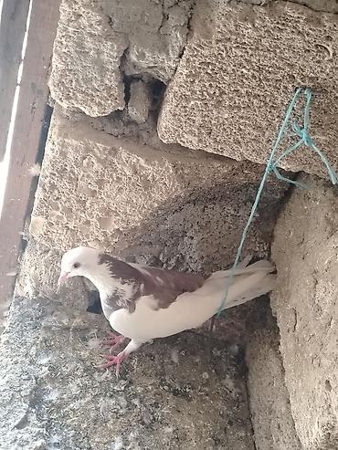 goyercin damı: Salam erkey tutulma 15manat unan maşdaga 0516831165 vatsapda aktivdir — 4