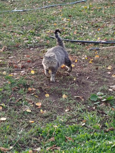 Цветы и букеты: Коробка с цветами в нежно‑розовой гамме. - Композиция в круглой — 5