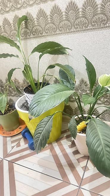 затенение: Спатифиллум (Spathiphyllum) в горшках - Кустовые растения с крупными — 3