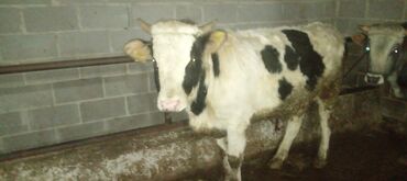 Коровы, быки: Продаю | Бык (самец) | Алатауская | На откорм, Для разведения — 3