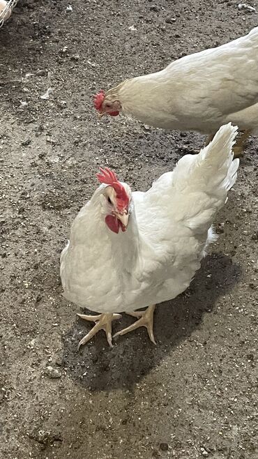 цыплята индюков: Продаю | Куры, Цыплята | Несушки
