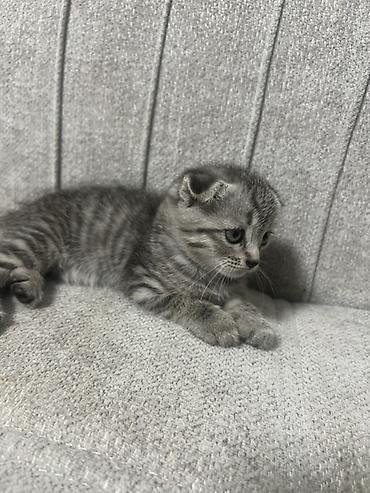 Продажа кошек: Шотландские вислоухие котята (Scottish Fold) - Порода: шотландская — 5