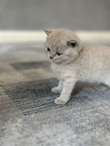 шерс: Британский короткошерстный котёнок, окрас голубой (blue). - — 5