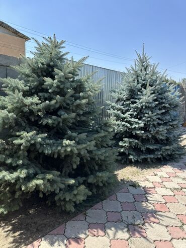 продаю голубую ель: Саженцы деревьев: Ели, Самовывоз