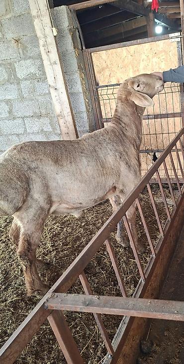 Баран, овца: Продаю | Баран (самец) | Арашан | Для разведения — 1