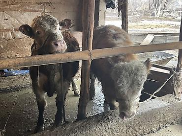 Коровы, быки: Продаю | Бык (самец) — 25