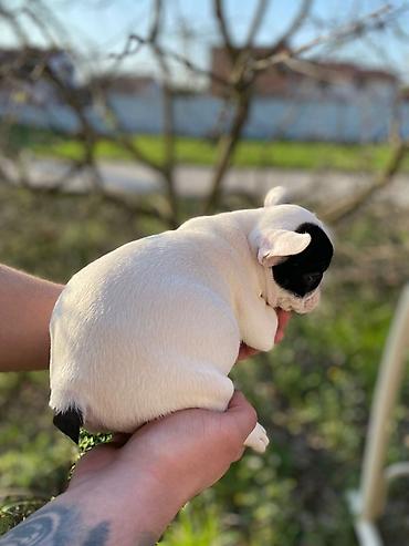 Psi: 🔥 TOP FRANCUSKI BULDOG ŠTENCI 🔥 Na prodaju vrhunski štenci francuskog — 3