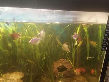 akvarium satışı: SALAM ALEYKUM. Akvaryum satılır uzunu 76 Hündürlük 44 eni 36 — 2