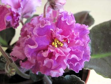 Фиалки и глоксинии: 🌱🌺🌱 Продаю сортовые ДЕТКИ стандартных, трейлерныхмини и полумини — 18