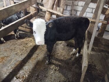 Dana, buzov: Məhsul: Qara-ağ rəngli buzaq (dişi) Təsvir: - Şəkillərdə qara-ağ — 4