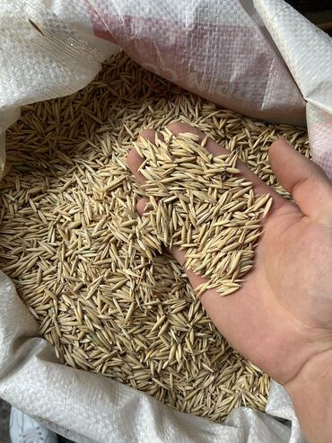 семена марковки: Сулуу (Овес) чистый, казахский