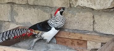 Tutuquşları: Tutuquşları