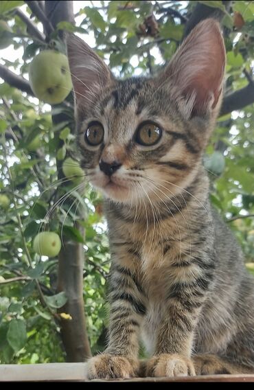 кот вислоухий купить: Котята 3,5месяца,кушают к туалету приучены