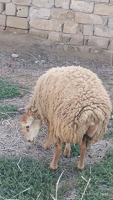 sort qoyunlar: Quyruqlu ətlik qoyunlar – sürü halında - Cins tipi: yerli quyruqlu — 4