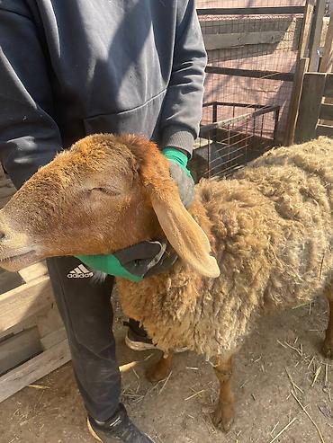 Баран, овца: Продаю | Овца (самка), Ягненок | Для разведения | Матка — 5