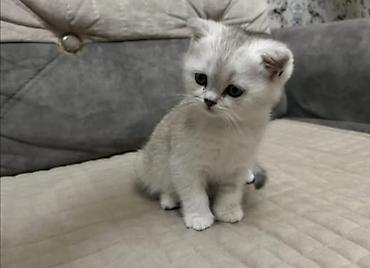 Pişiklər: Britan — 3