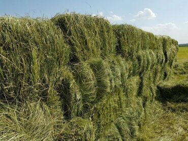 выкройка пончо с рукавами: Продаю Клевер 2 укос
Самовывоз
Село в Маевка
Звонить на WhatsApp!!