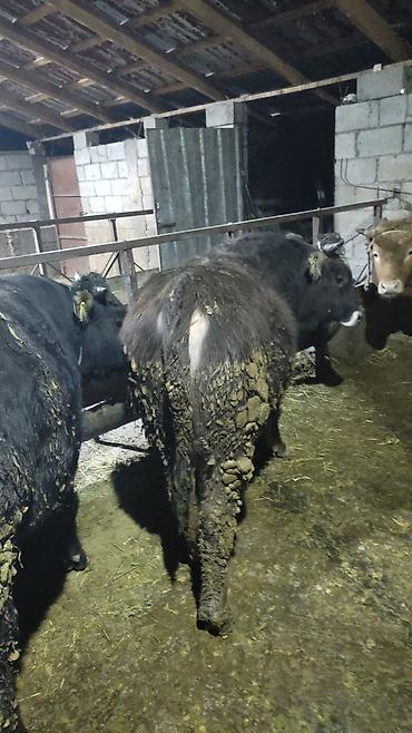 Коровы, быки: Продаю | Бык (самец) | На откорм — 11