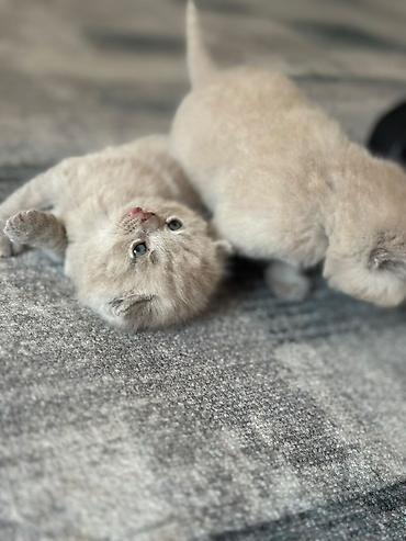 драбилка кду 2: Шотландские вислоухие котята (Scottish Fold), окрас голубой — 4
