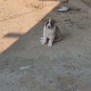 Собаки: Гурдбасар, 1 месяц, Самка