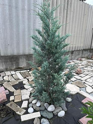 Декоративные деревья: Продаю все виды садовых растений,кустарников и цветов. Ош at lalafo.kg — 5 Декоративные деревья: Продаю все виды садовых растений,кустарников и цветов. Ош — 5