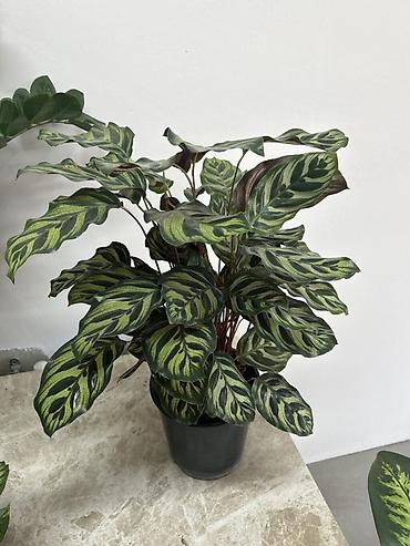 регулятор: Калатея (Calathea makoyana/«Павлиний лист») в горшке - — 2