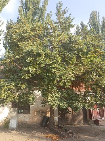 приму в дар детские вещи: Саламатсыздарбы, ушул орук аябай жакшы болду, бышты. Келип терип