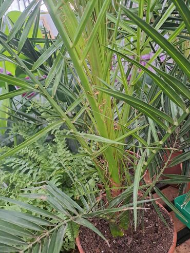 Ostale kućne biljke: Palma Phoenix, semena, pakovanje 5 komada sa prve slike je 600 dinara na lalafo.rs — 1 Ostale kućne biljke: Palma Phoenix, semena, pakovanje 5 komada sa prve slike je 600 dinara — 1
