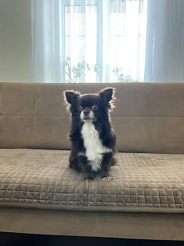 çöl iti: Çixuahua, 4 il, Erkək, Cütləşmə üçün, Ünvandan götürmə — 3