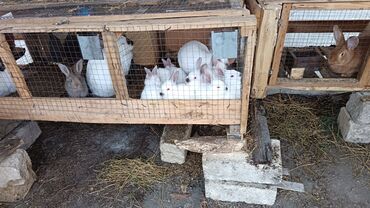 Dovşanlar: Dovşanlar. Həm damazlıq həm ətlik. Hazır kəsilib təmizlənmiş formada