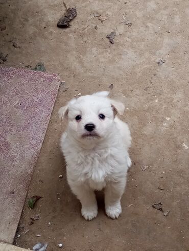 собака в дар: Самка, Самовывоз