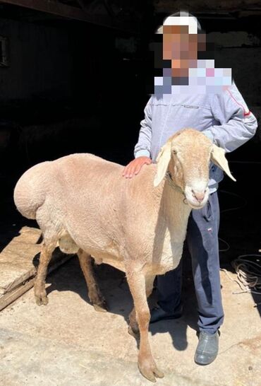 стрижка для овец: Продаю | Баран (самец) | Арашан | Для разведения | Осеменитель