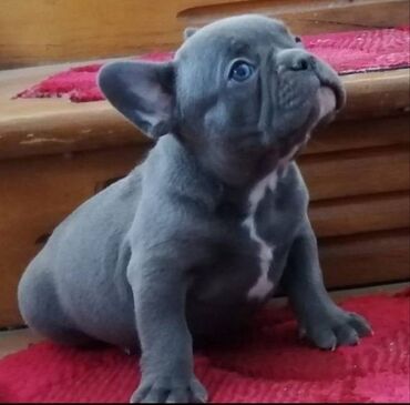 Psi: Francuski buldog štenci egzotičnih boja veseli umiljati, stručno na lalafo.rs — 1 Psi: Francuski buldog štenci egzotičnih boja veseli umiljati, stručno — 1