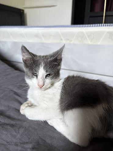 кошки куплю: Кошка даром: Беспородная, 2 месяца, Мальчик, Приучена к лотку — 2