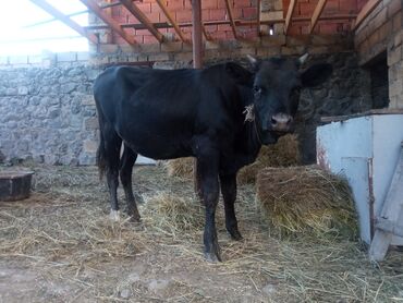 Qəfəslər: 8 aylıq sort dana 120 kilo əti var