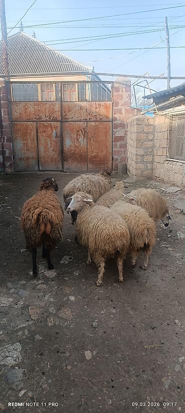 Qoyunlar, qoçlar: Satışda: qoyun sürüsü - Növ: yerli merinos qoyunlar (quzu və ana — 6