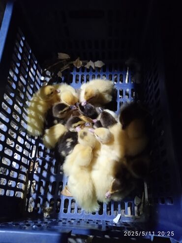 животные на продажу: Продам Мускусных утят с уткой, утята суточные 10 штук И18 штук
