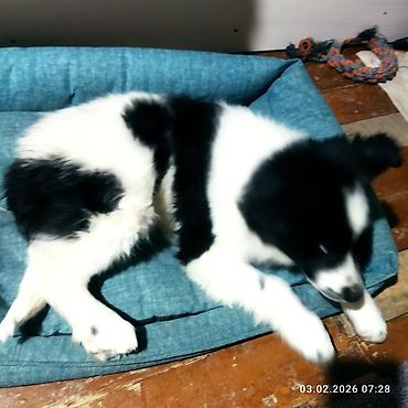 Отдам даром собаку: Щенок, черно-белый, среднего размера. Порода: дворняга . Возраст на — 15