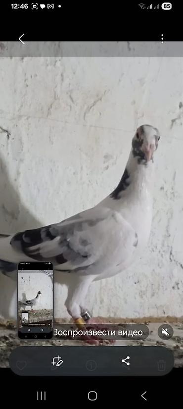 Göyərçinlər: 🐦 Uzaq Məsafəyə Uçan Göyərçinlər Satılır! 2 ədəd erkək göyərçin — 2