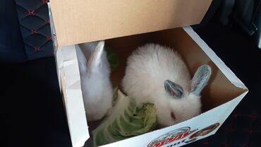 Продаются кролики( их 2) маленькие еще. цену предложете вы👌