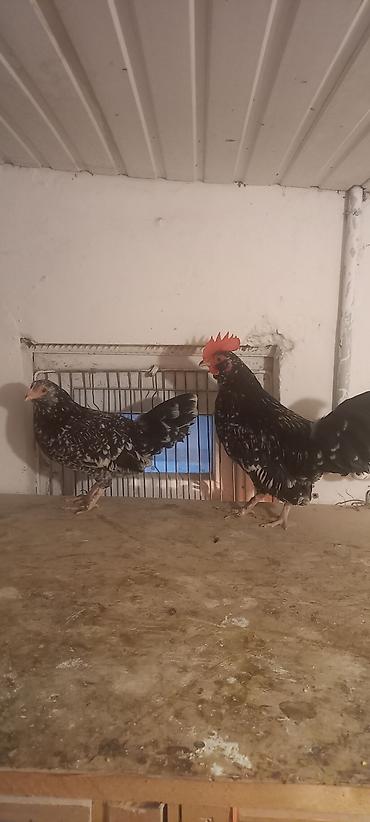 Cücələr: Toyuq cücələri, Damazlıq -da lalafo.az — 13 Cücələr: Toyuq cücələri, Damazlıq — 13