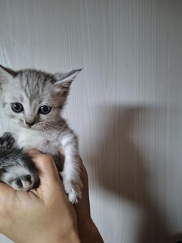 сямская кошка: Котёнок серебристого окраса - Малыш с выразительными голубыми глазами — 3