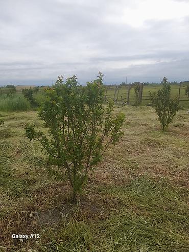 Tinglər: Meyvə ağacları – yerüstü köklü kollar - Növ: daş meyvə ailəsi — 8